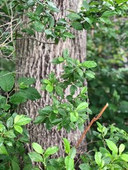 ivy on a tree 