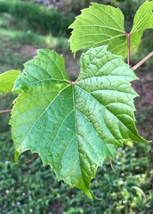 close up of green grape leaf