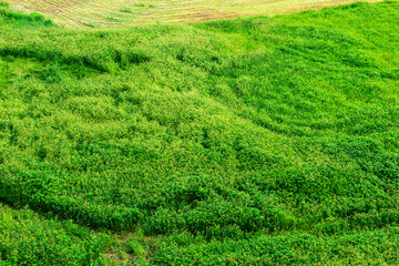 The beautiful green field on summer.  © Chongbum Thomas Park