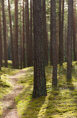 forest path with pine trees and green moss