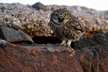 Steinkauz (Athene noctua) mit Käfer im Schnabel // Little owl (Athene noctua) with a beetle in its...