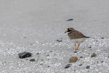 Sandregenpfeifer am Zingster Strand.