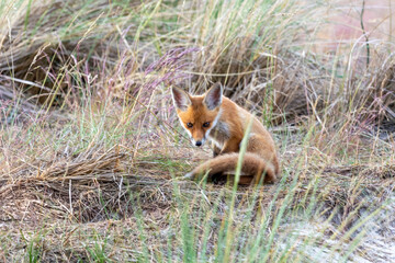 Junger Fuchs, Welpe auf den Sundischen Wiesen.
