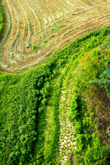 The beautiful green field on summer.  © Chongbum Thomas Park