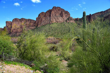 Salt River Recreation Area Arizona