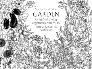 Vector vegetable garden illustration. Vegetables and greens. Tomatoes, cucumbers, eggplant, garlic, pumpkin, dill, rosemary, parsley, pepper, chili pepper, arugula, beans