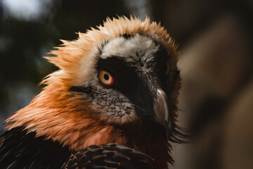 close up of a bird of prey
