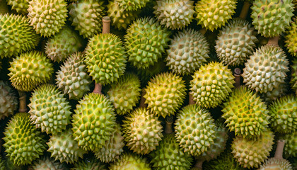 Fototapeta premium Fresh durian fruit at the market in large quantities. Background texture of durians. King of fruit