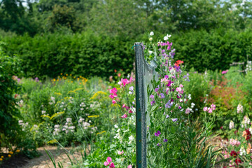 sweet pea (Lathyrus odoratus) in bloom on a net trellis in the garden