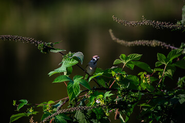 bird of paradise