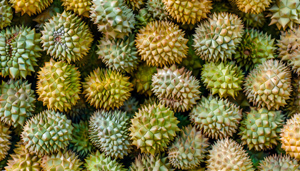 Fototapeta premium Fresh durian fruit at the market in large quantities. Background texture of durians. King of fruit