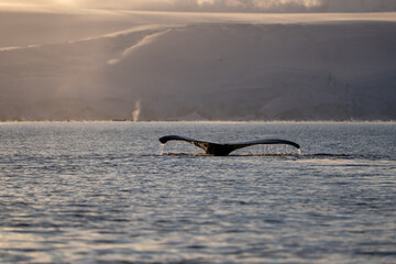 Humpback whale in the Southern Ocean. Antarctica © Oleksandr Matsibura