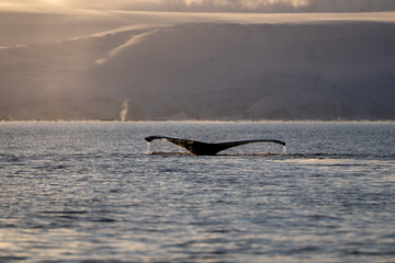 Humpback whale in the Southern Ocean. Antarctica © Oleksandr Matsibura