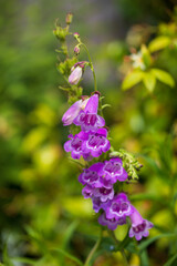 Pink penstemon flower in the garden