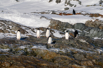 Group of Adelie Penguins. Antarctica, South Pole.