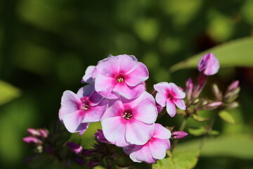 Obraz premium Sweden. Phlox paniculata is a species of flowering plant in the phlox family (Polemoniaceae). It is native to parts of the eastern and central United States. 