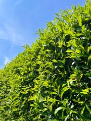 green leaves against blue sky