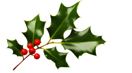 Christmas decorations image of a single sprig of green holly with red berries against a clean white backdrop.