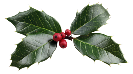 Christmas decorations image of a single sprig of green holly with red berries against a clean white backdrop