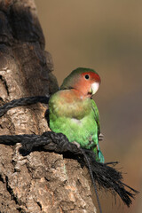 A Wild Love bird