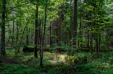 Obraz premium Springtime deciduous stand with old trees