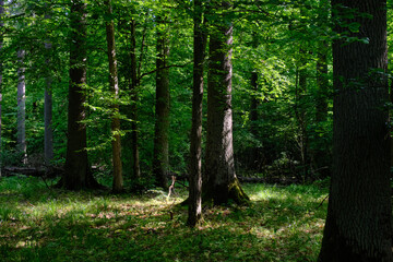 Obraz premium Springtime deciduous stand with old trees