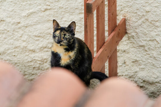 A cat is sitting on a ledge next to a wooden fence