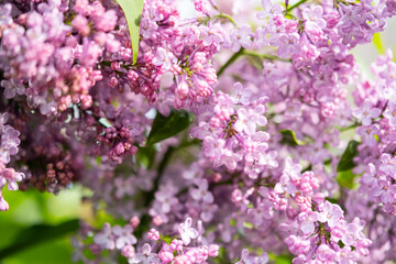 Fototapeta premium Close up of vibrant lilac flowers in bloom on sunny day.