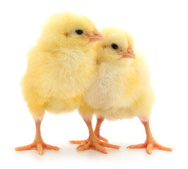 Two yellow chickens.