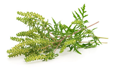 Flowers and leaves of ambrosia.