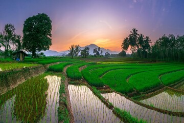 indonesia beauty landscape paddy fields in north bengkulu natural beautiful morning view from Indonesia of mountains and tropical forest