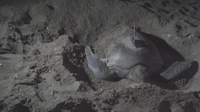 A very rare footage. A Chelonia Midas species (Green Marine Turtle) marine turtle is closing her nest at night. She is carrying a satellite tracker device on its back.