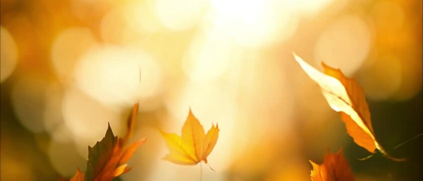 Golden sun shining through dry autumn leaves falling on forest floor. Beautiful autumn nature motif in the embrace of gorgeous light. Brown tree leaves dropping on the ground in the woods.