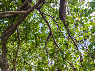 Vibrant Green Tree Canopy from Below on a Sunny Day