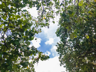 Lush Green Canopy View from Below Against Blue Sky and Clouds