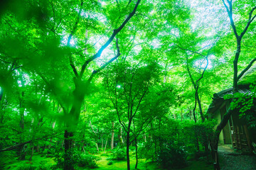 京都の美しい祇王寺