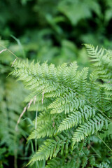 green fern leaves close up in forest in summer