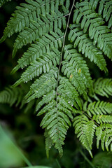 green fern leaves close up in forest in summer