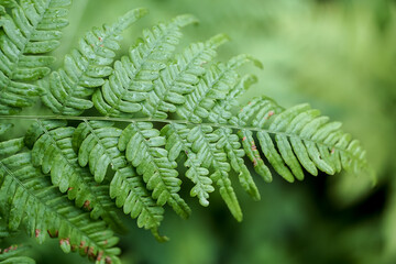 green fern leaves close up in forest in summer