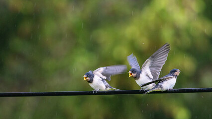 Drei junge Schwalben (hirundo) schreien, betteln um Essen