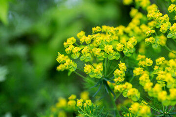 flower cypress spurge, Euphorbia Cyparissias on meadow.