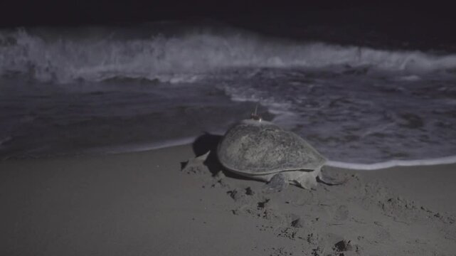 A very rare footage. A Chelonia Midas species female marine turtle is returning to the sea after she laid her eggs. She is carrying a satellite tracking transponder device.
