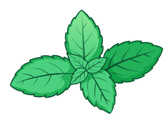 Hand drawn mint leaves isolated on white. Cartoon style vector illustration.