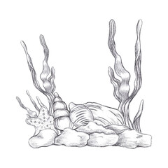 Hand drawn black pencil set of seashells and seaweed composition isolated on white background. Marine illustration can be used for card, label, invitation and other printed products.