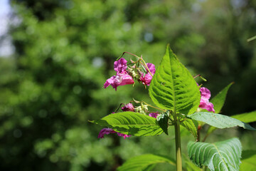 Closeup of a Himalayan Balsam plant, Derbyshire England
