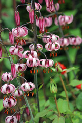 Closeup of a Martagon Lily plant in full bloom, Derbyshire England
