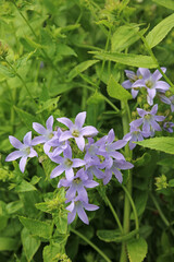 Closeup of Giant Bellflower flowers, Derbyshire England
