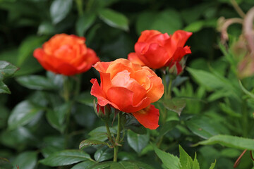 Macro image of an orange Rose bloom, Derbyshire England
