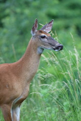 Profile of a whitetail deer