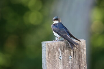 A tree swallow sitting on a bluebird house